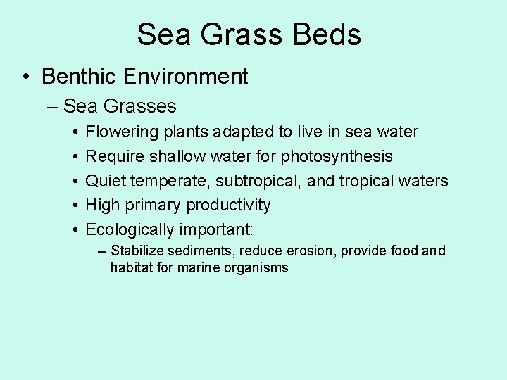 Sea Grass Beds • Benthic Environment – Sea Grasses • • • Flowering plants