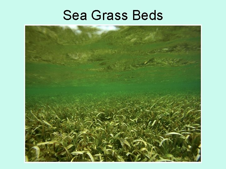Sea Grass Beds 