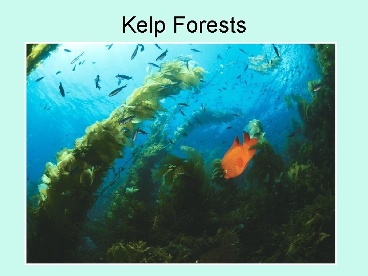 Kelp Forests 