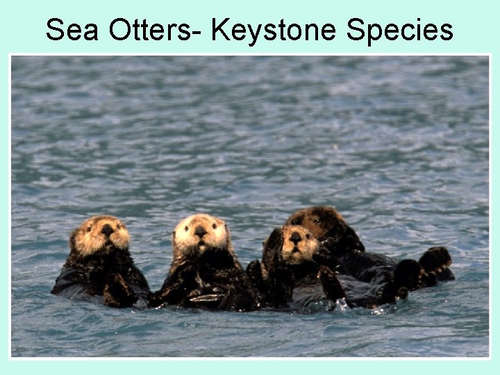 Sea Otters- Keystone Species 