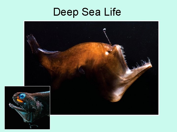 Deep Sea Life 