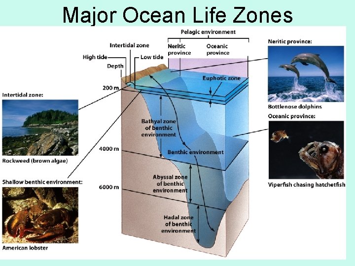 Major Ocean Life Zones 