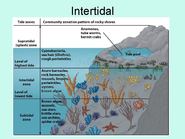 Intertidal 