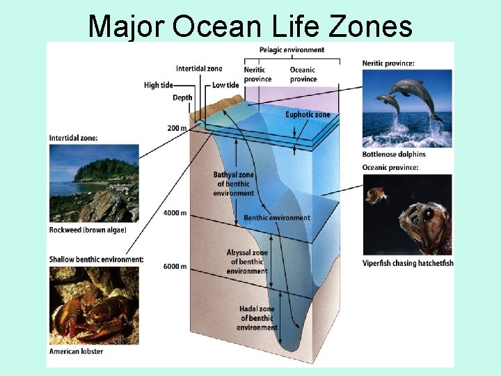 Major Ocean Life Zones 