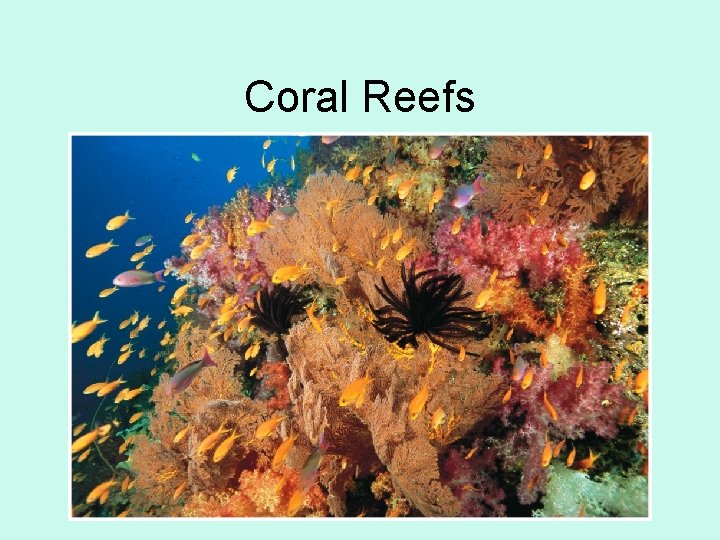 Coral Reefs 