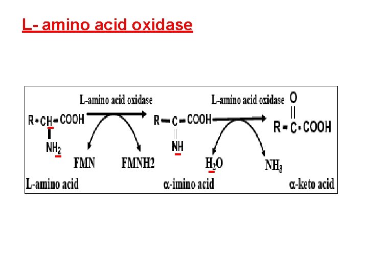 L- amino acid oxidase 