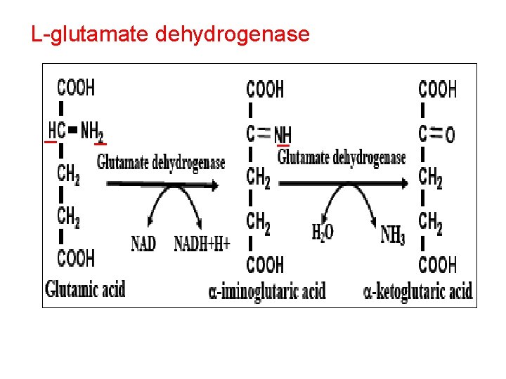 L-glutamate dehydrogenase 