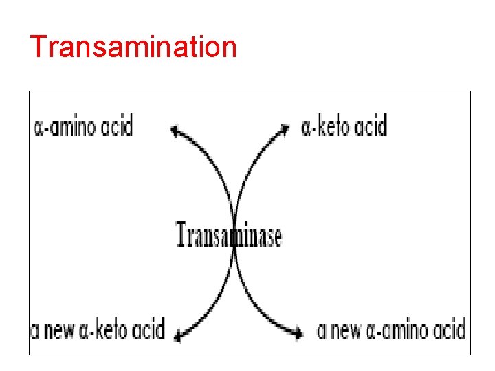 Transamination 