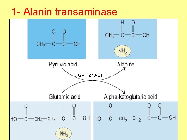1 - Alanin transaminase GPT or ALT 