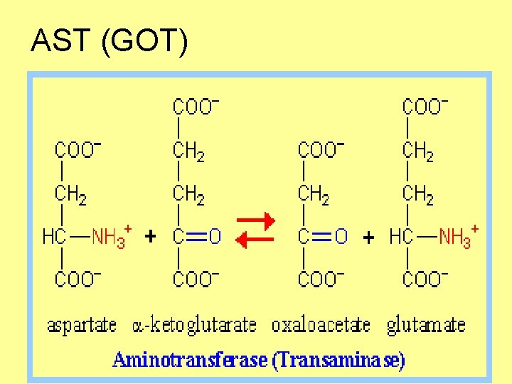 AST (GOT) 