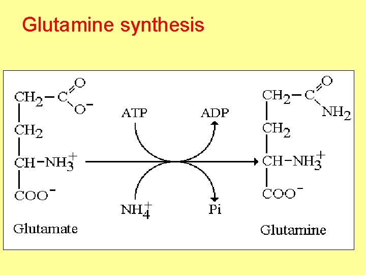 Glutamine synthesis 