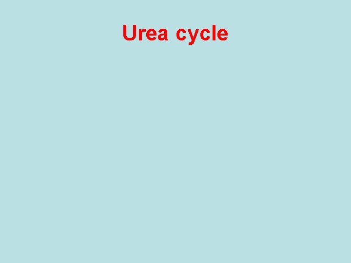 Urea cycle 