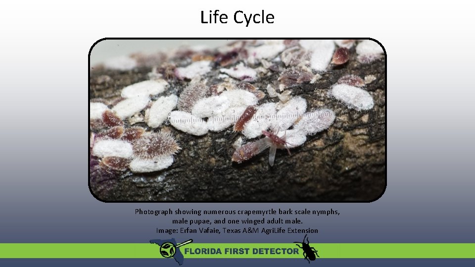 Life Cycle Photograph showing numerous crapemyrtle bark scale nymphs, male pupae, and one winged
