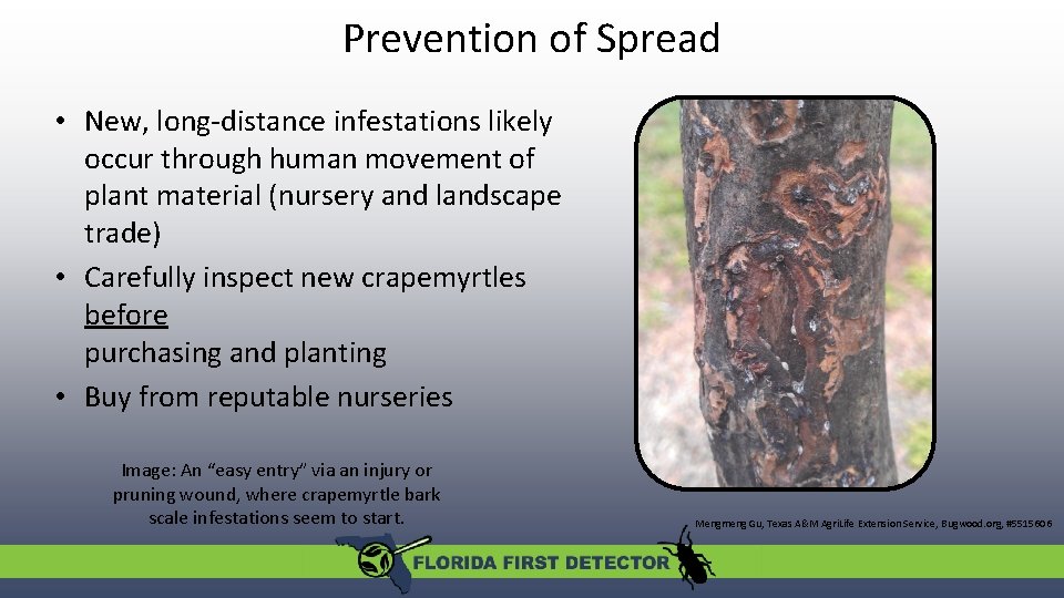 Prevention of Spread • New, long-distance infestations likely occur through human movement of plant