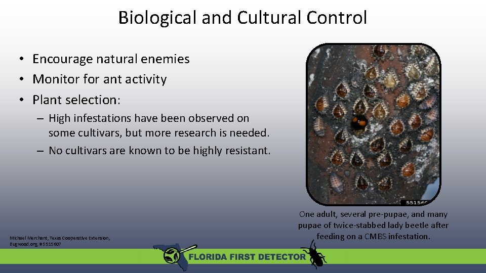 Biological and Cultural Control • Encourage natural enemies • Monitor for ant activity •
