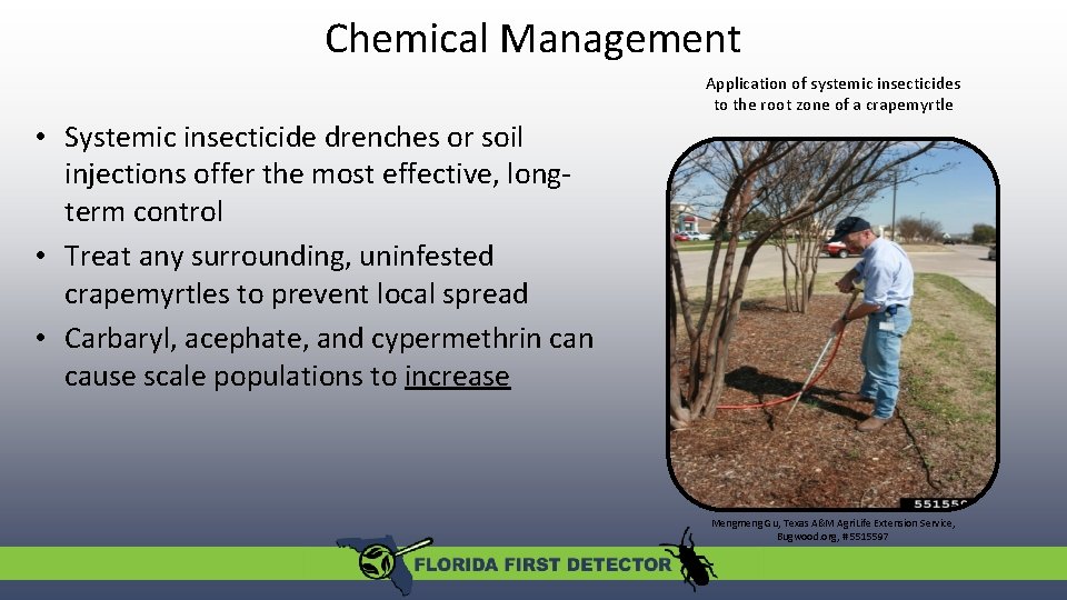 Chemical Management Application of systemic insecticides to the root zone of a crapemyrtle •
