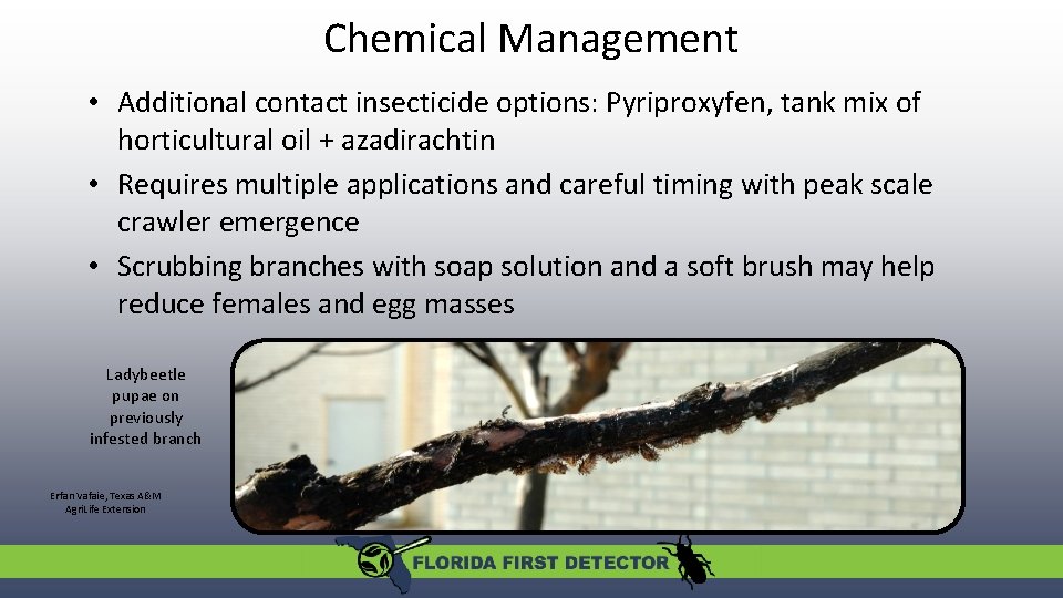 Chemical Management • Additional contact insecticide options: Pyriproxyfen, tank mix of horticultural oil +