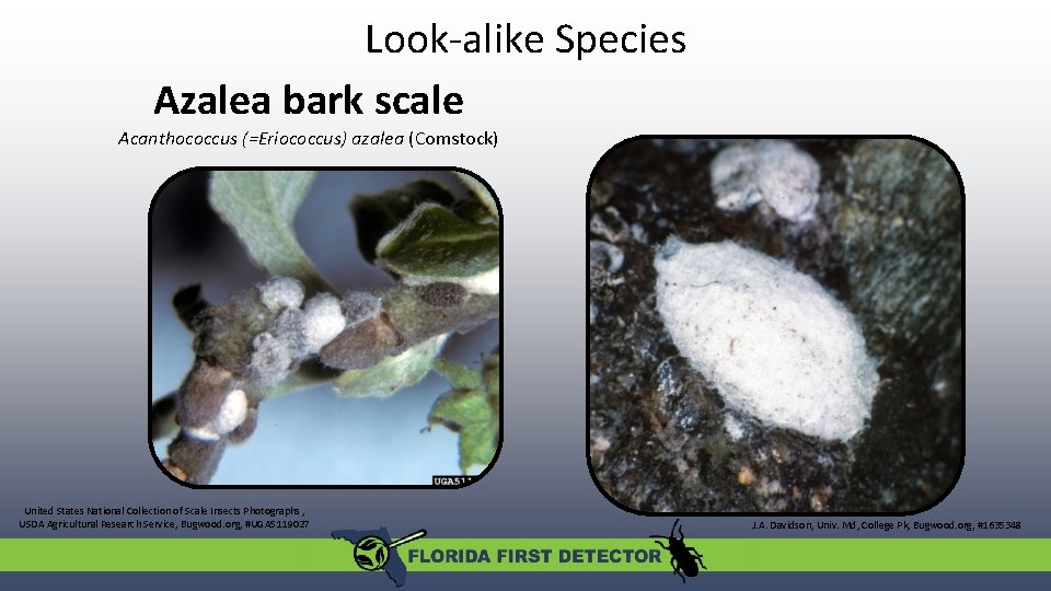 Look-alike Species Azalea bark scale Acanthococcus (=Eriococcus) azalea (Comstock) United States National Collection of