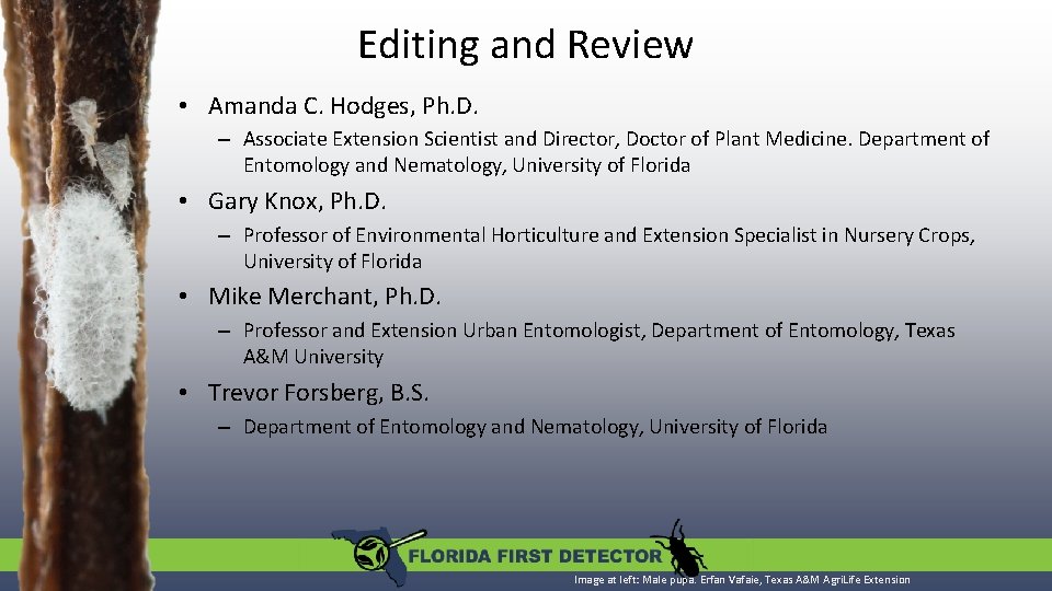 Editing and Review • Amanda C. Hodges, Ph. D. – Associate Extension Scientist and