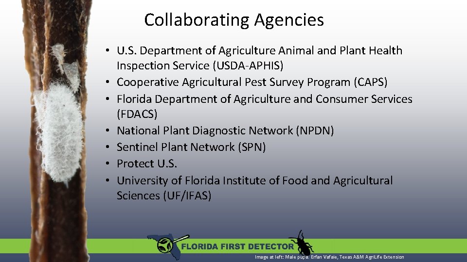Collaborating Agencies • U. S. Department of Agriculture Animal and Plant Health Inspection Service