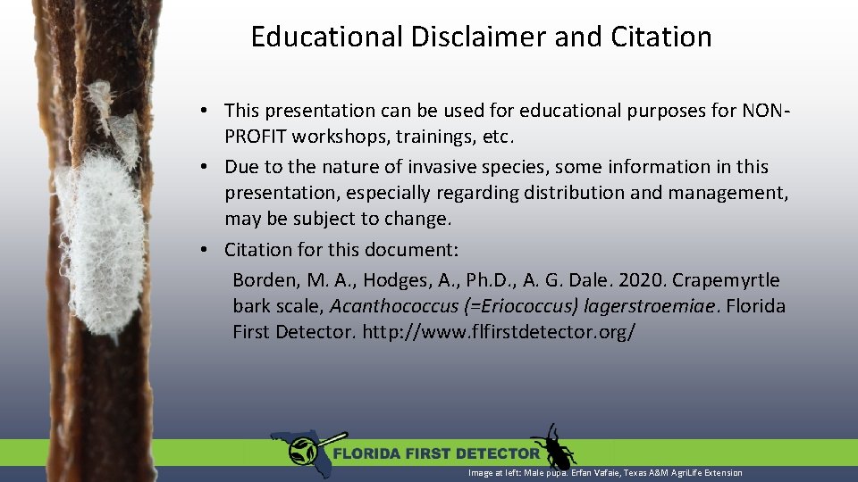 Educational Disclaimer and Citation • This presentation can be used for educational purposes for