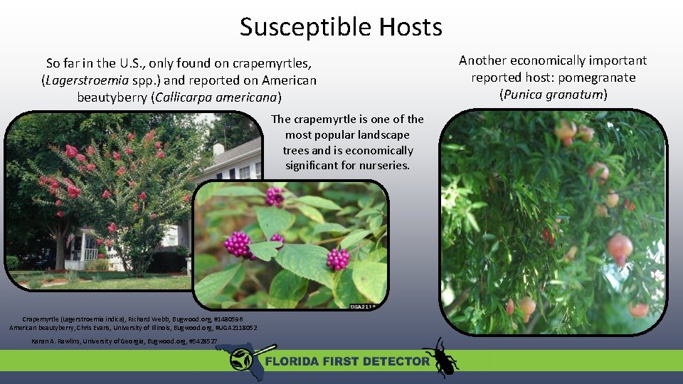 Susceptible Hosts So far in the U. S. , only found on crapemyrtles, (Lagerstroemia