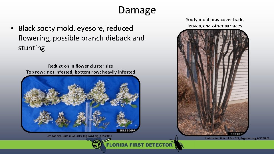 Damage • Black sooty mold, eyesore, reduced flowering, possible branch dieback and stunting Sooty
