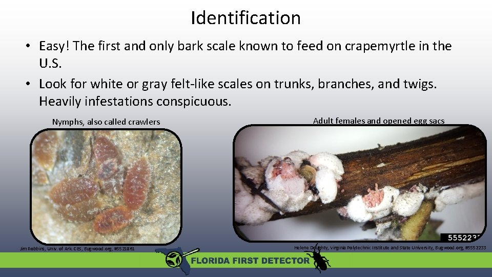 Identification • Easy! The first and only bark scale known to feed on crapemyrtle