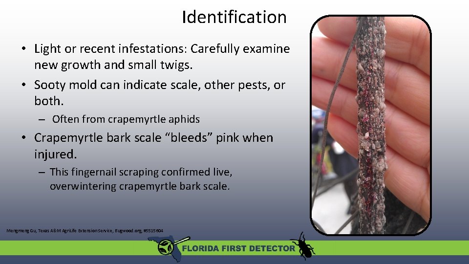 Identification • Light or recent infestations: Carefully examine new growth and small twigs. •