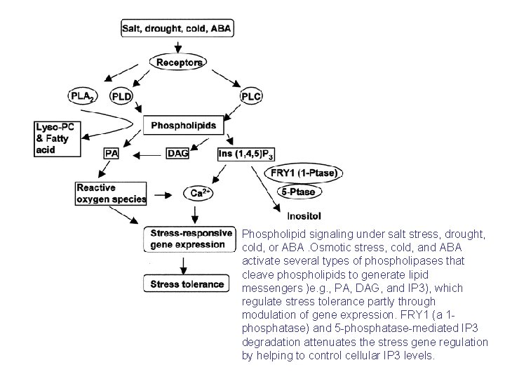 Phospholipid signaling under salt stress, drought, cold, or ABA. Osmotic stress, cold, and ABA Phospholipid signaling under salt stress, drought, cold, or ABA. Osmotic stress, cold, and ABA
