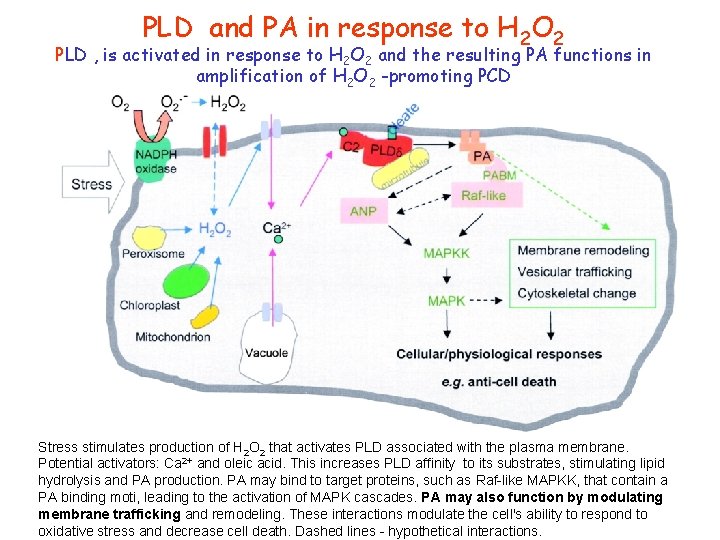 PLD and PA in response to H 2 O 2 PLD , is activated PLD and PA in response to H 2 O 2 PLD , is activated