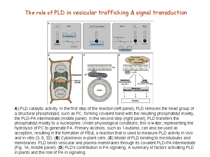 The role of PLD in vesicular trafficking & signal transduction A) PLD catalytic activity. The role of PLD in vesicular trafficking & signal transduction A) PLD catalytic activity.