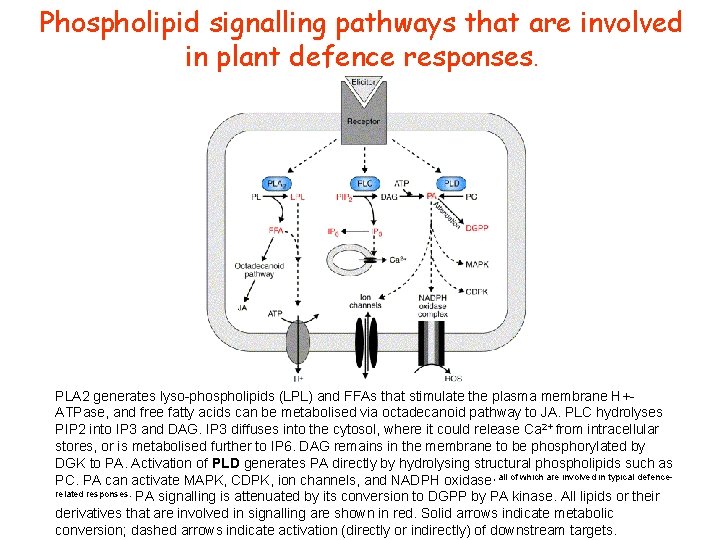 Phospholipid signalling pathways that are involved in plant defence responses. PLA 2 generates lyso-phospholipids Phospholipid signalling pathways that are involved in plant defence responses. PLA 2 generates lyso-phospholipids
