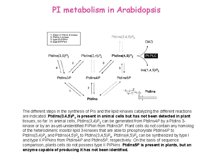 PI metabolism in Arabidopsis The different steps in the synthesis of PIs and the PI metabolism in Arabidopsis The different steps in the synthesis of PIs and the