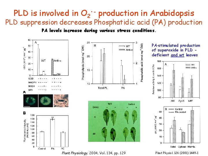. PLD is involved in O 2 - production in Arabidopsis PLD suppression decreases . PLD is involved in O 2 - production in Arabidopsis PLD suppression decreases