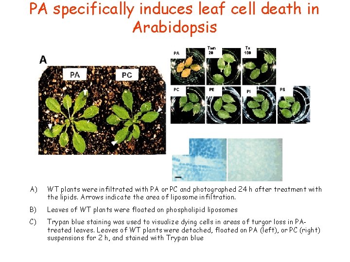 PA specifically induces leaf cell death in Arabidopsis A) WT plants were infiltrated with PA specifically induces leaf cell death in Arabidopsis A) WT plants were infiltrated with