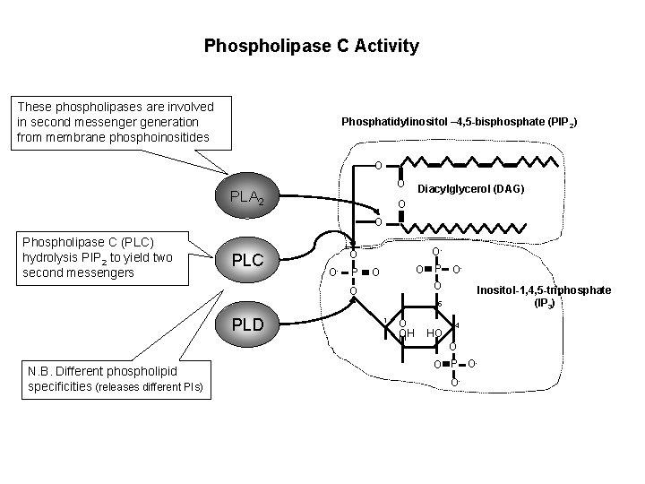 Phospholipase C Activity These phospholipases are involved in second messenger generation from membrane phosphoinositides Phospholipase C Activity These phospholipases are involved in second messenger generation from membrane phosphoinositides