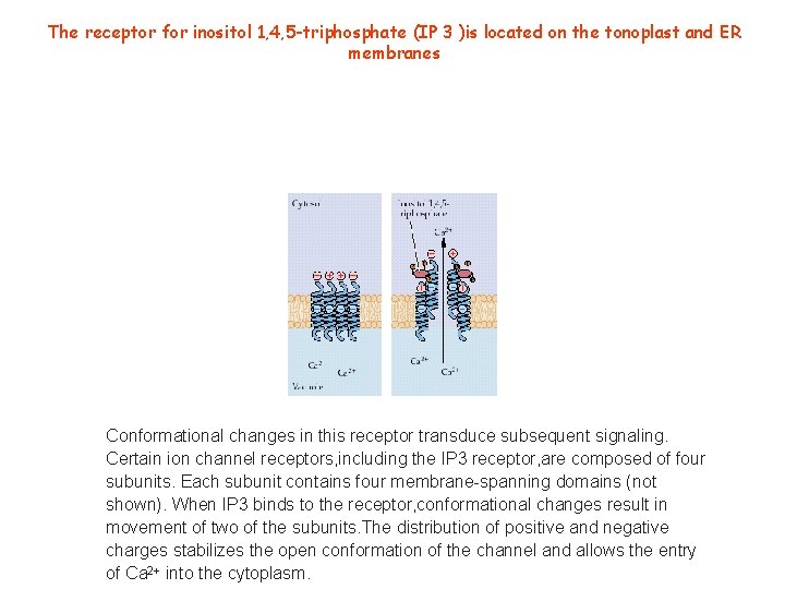 The receptor for inositol 1, 4, 5 -triphosphate (IP 3 )is located on the The receptor for inositol 1, 4, 5 -triphosphate (IP 3 )is located on the