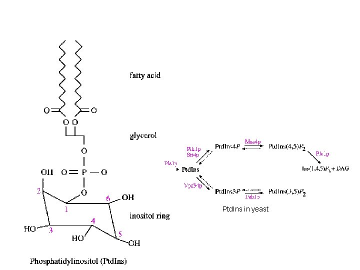 Ptd. Ins in yeast  Ptd. Ins in yeast