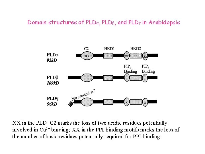 Domain structures of PLDa, PLDb, and PLDg in Arabidopsis XX in the PLD C Domain structures of PLDa, PLDb, and PLDg in Arabidopsis XX in the PLD C