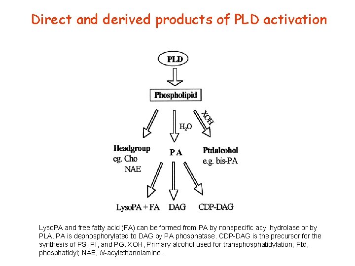 Direct and derived products of PLD activation Lyso. PA and free fatty acid (FA) Direct and derived products of PLD activation Lyso. PA and free fatty acid (FA)