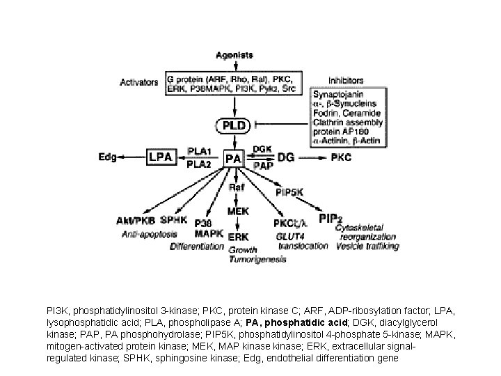 PI 3 K, phosphatidylinositol 3 -kinase; PKC, protein kinase C; ARF, ADP-ribosylation factor; LPA, PI 3 K, phosphatidylinositol 3 -kinase; PKC, protein kinase C; ARF, ADP-ribosylation factor; LPA,