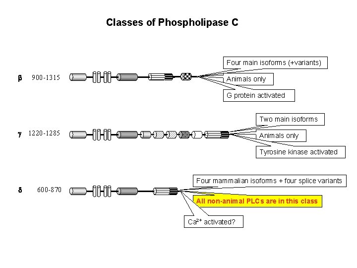 Classes of Phospholipase C Four main isoforms (+variants) b 900 -1315 Animals only G Classes of Phospholipase C Four main isoforms (+variants) b 900 -1315 Animals only G