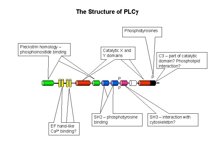 The Structure of PLCg Phosphotyrosines Pleckstrin homology – phosphoinositide binding Catalytic X and Y The Structure of PLCg Phosphotyrosines Pleckstrin homology – phosphoinositide binding Catalytic X and Y