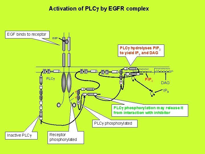 Activation of PLCg by EGFR complex EGF binds to receptor EGF PLCg hydrolyses PIP Activation of PLCg by EGFR complex EGF binds to receptor EGF PLCg hydrolyses PIP