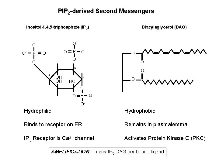 PIP 2 -derived Second Messengers Diacyleglycerol (DAG) Inositol-1, 4, 5 -triphosphate (IP 3) O- PIP 2 -derived Second Messengers Diacyleglycerol (DAG) Inositol-1, 4, 5 -triphosphate (IP 3) O-