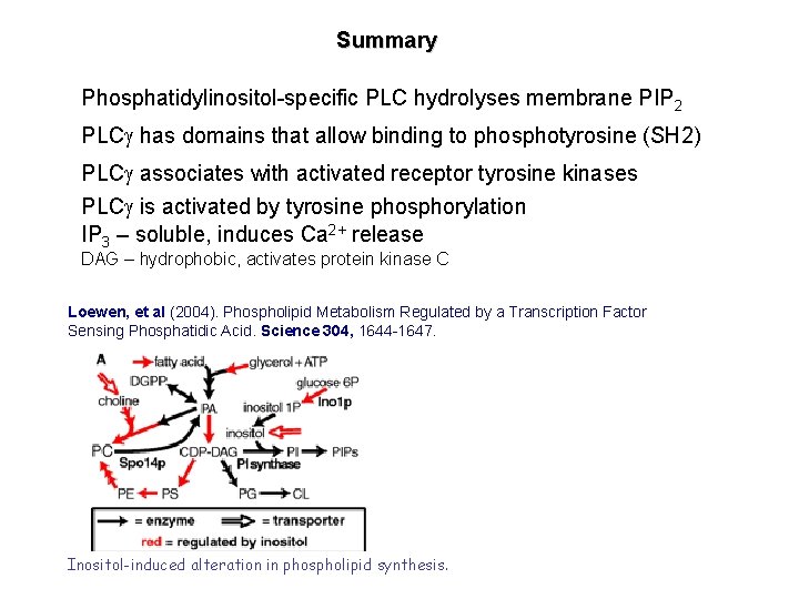 Summary Phosphatidylinositol-specific PLC hydrolyses membrane PIP 2 PLCg has domains that allow binding to Summary Phosphatidylinositol-specific PLC hydrolyses membrane PIP 2 PLCg has domains that allow binding to