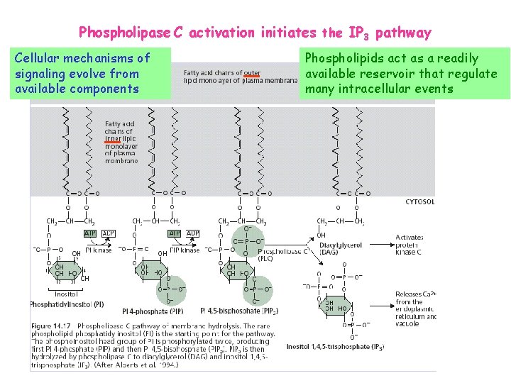 Phospholipase C activation initiates the IP 3 pathway Cellular mechanisms of signaling evolve from Phospholipase C activation initiates the IP 3 pathway Cellular mechanisms of signaling evolve from