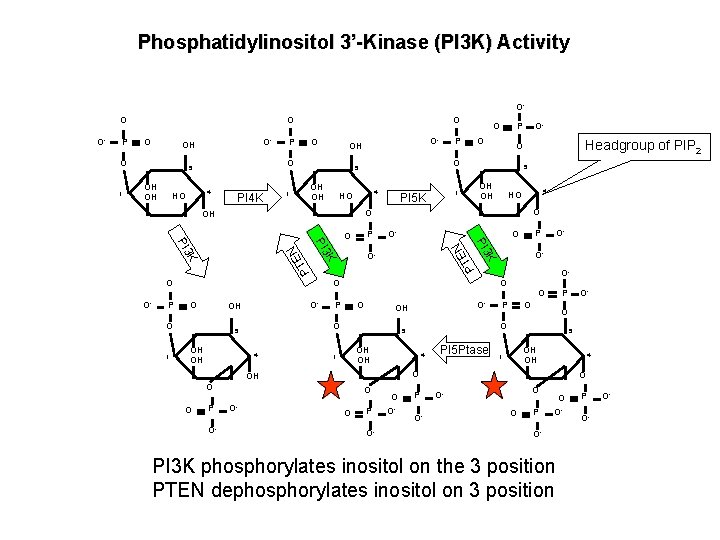 Phosphatidylinositol 3’-Kinase (PI 3 K) Activity OO O 4 HO PI 4 K OH Phosphatidylinositol 3’-Kinase (PI 3 K) Activity OO O 4 HO PI 4 K OH