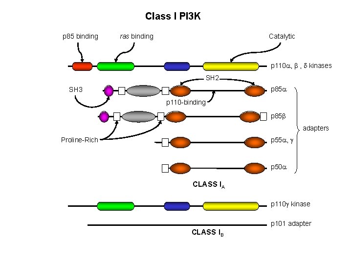 Class I PI 3 K p 85 binding ras binding Catalytic p 110 a, Class I PI 3 K p 85 binding ras binding Catalytic p 110 a,